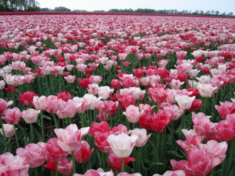 Hemipshere Field